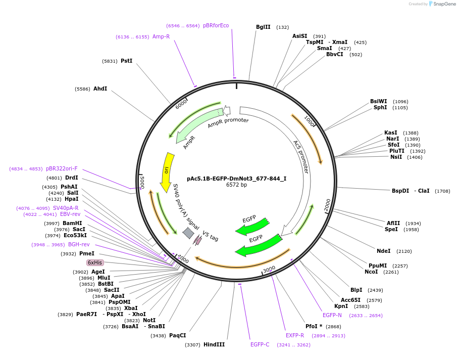 146611-plasmid-map-sequence-id-289057