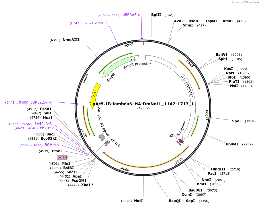 146614-plasmid-map-sequence-id-289060