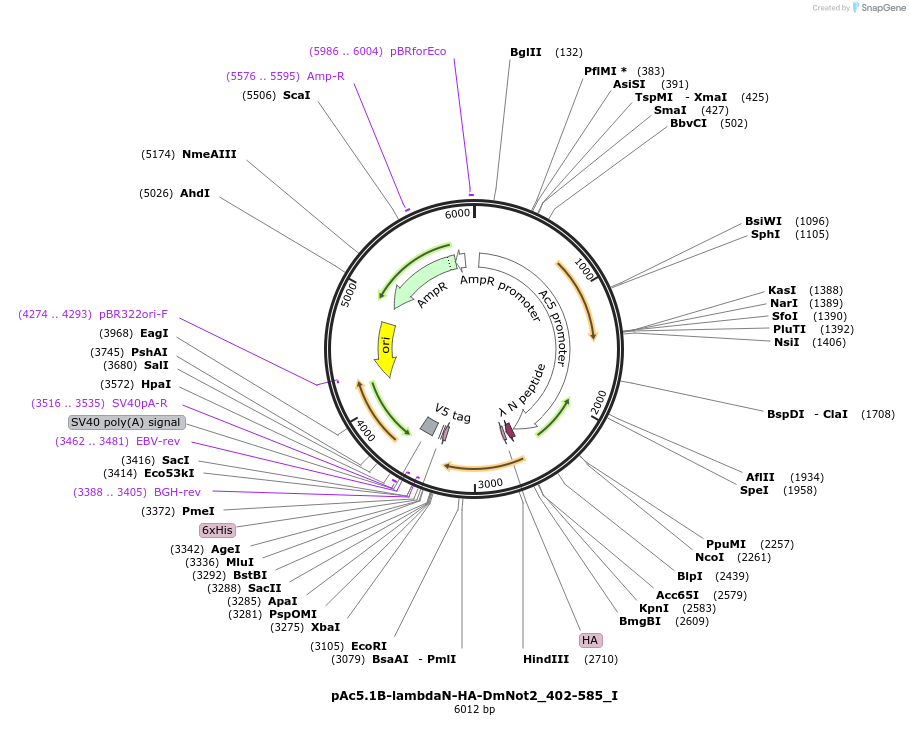 146617-plasmid-map-sequence-id-289063