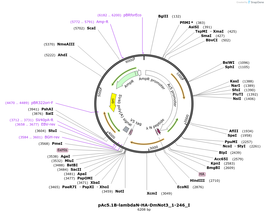 146618-plasmid-map-sequence-id-289064