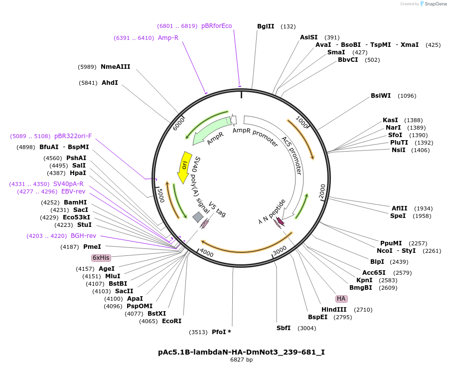146619-plasmid-map-sequence-id-289065