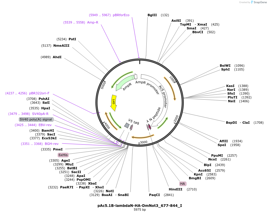 146620-plasmid-map-sequence-id-289066