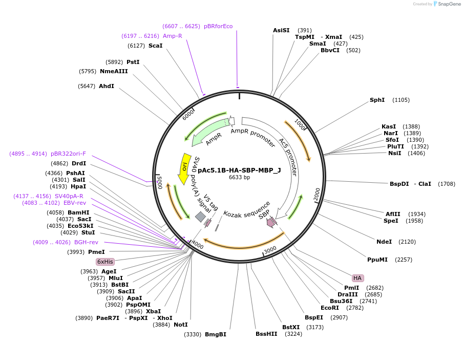 146623-plasmid-map-sequence-id-289069