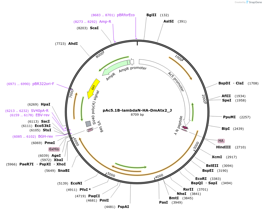 146624-plasmid-map-sequence-id-289070