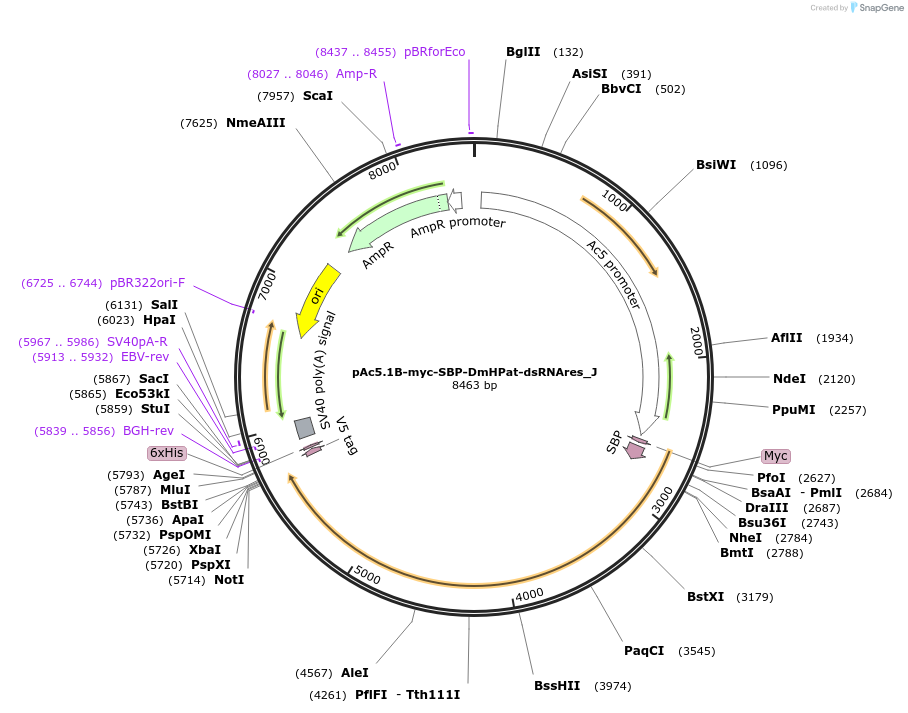 146632-plasmid-map-sequence-id-289078