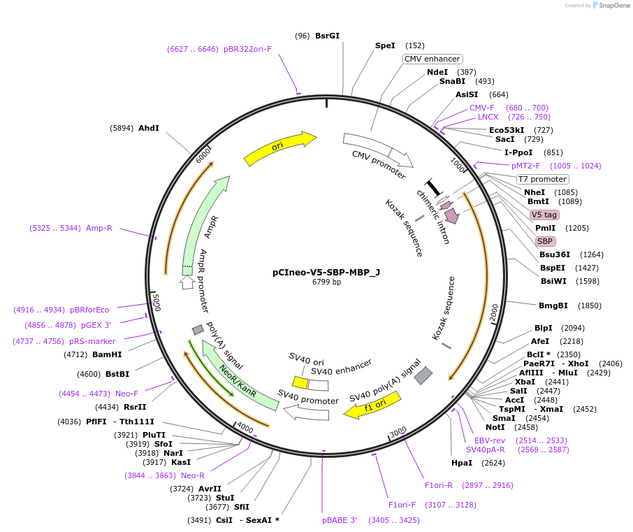 146637-plasmid-map-sequence-id-289083