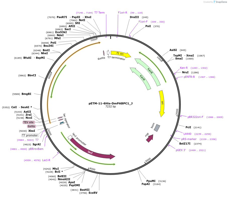 146640-plasmid-map-sequence-id-289086