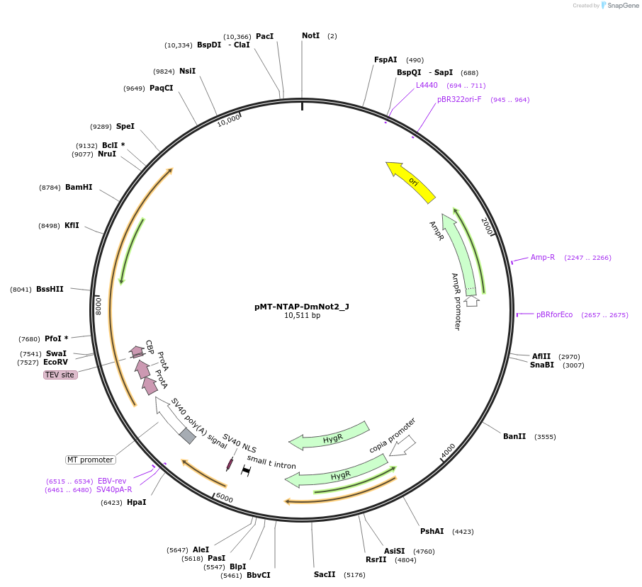 146650-plasmid-map-sequence-id-289096