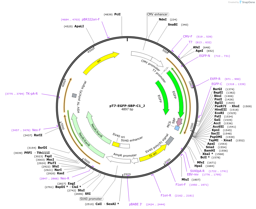 146655-plasmid-map-sequence-id-289101
