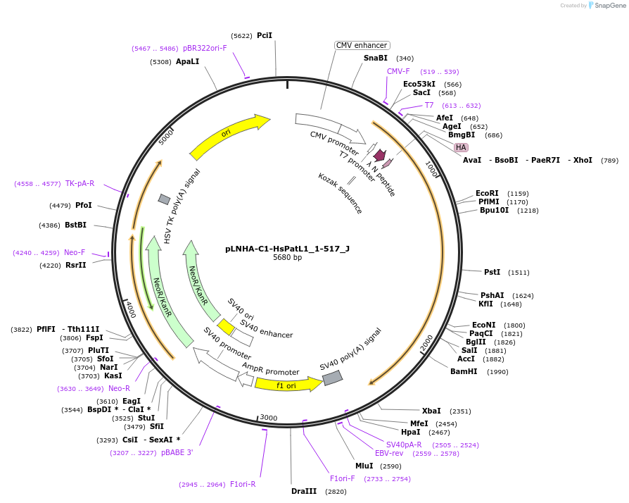 146660-plasmid-map-sequence-id-289106