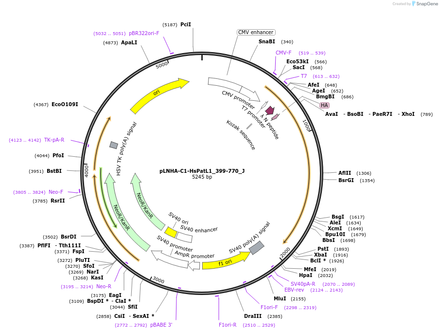 146666-plasmid-map-sequence-id-289112