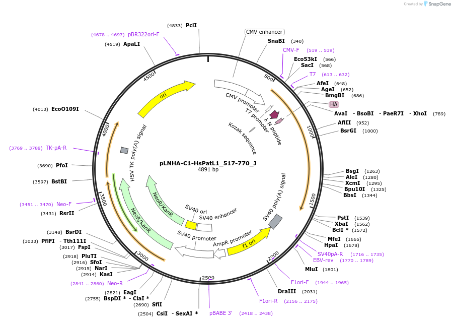 146667-plasmid-map-sequence-id-289113
