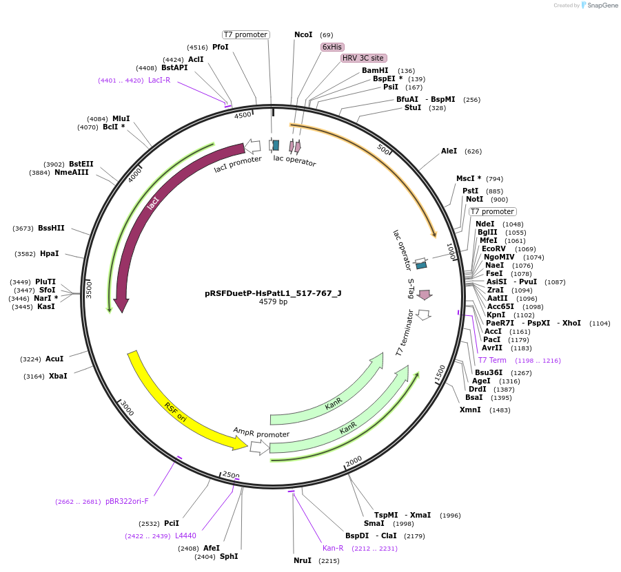 146670-plasmid-map-sequence-id-289116