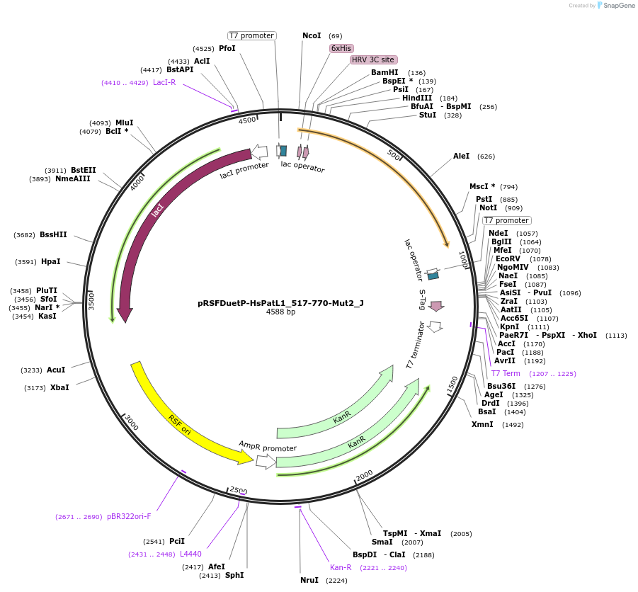 146673-plasmid-map-sequence-id-289119