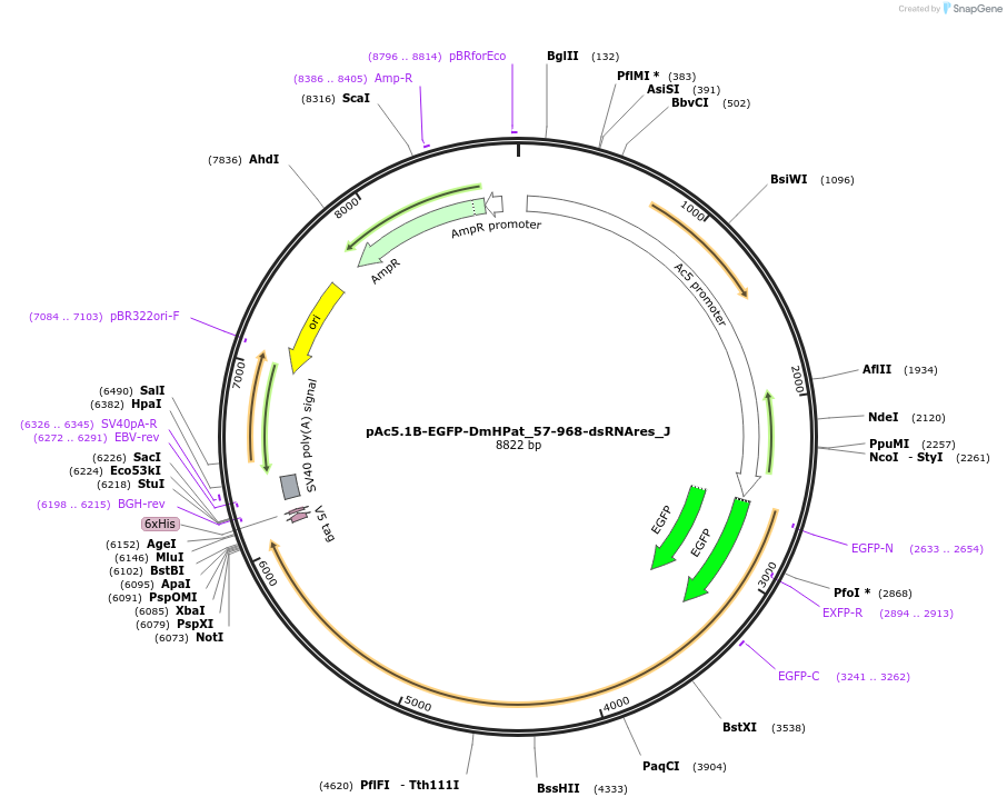 146690-plasmid-map-sequence-id-289136