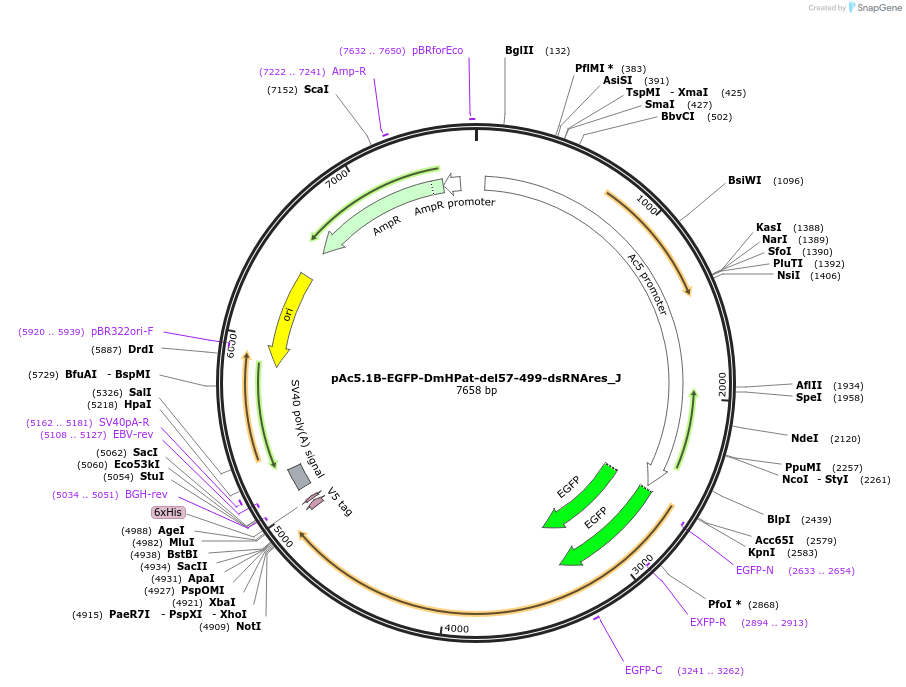 146691-plasmid-map-sequence-id-289137