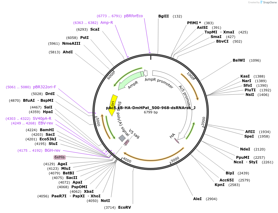 146693-plasmid-map-sequence-id-289139