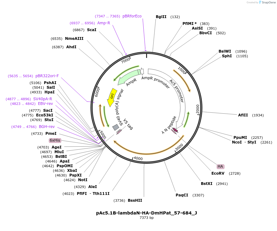 146694-plasmid-map-sequence-id-289140