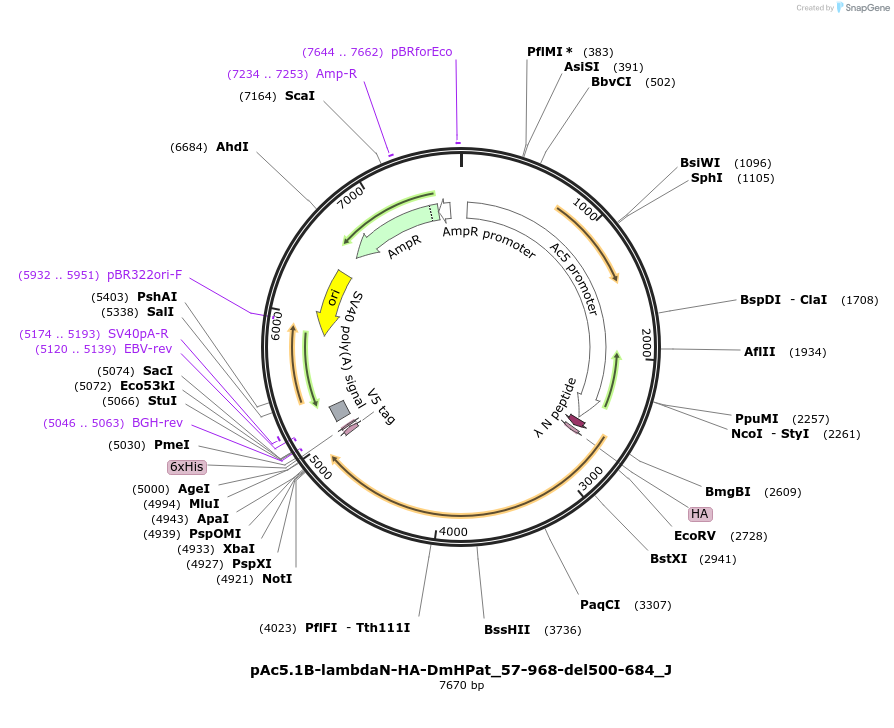 146695-plasmid-map-sequence-id-289141