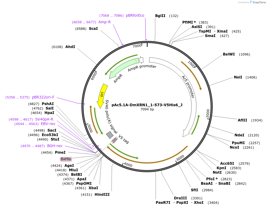 146703-plasmid-map-sequence-id-289149