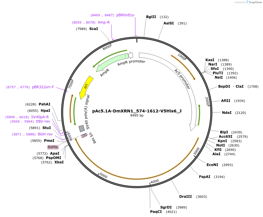 146706-plasmid-map-sequence-id-289152