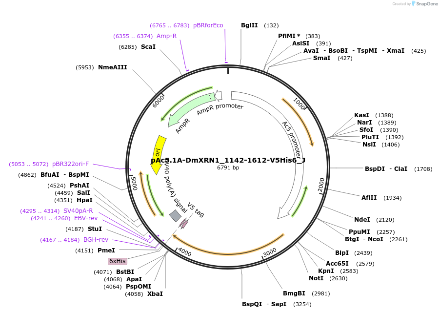146707-plasmid-map-sequence-id-289153