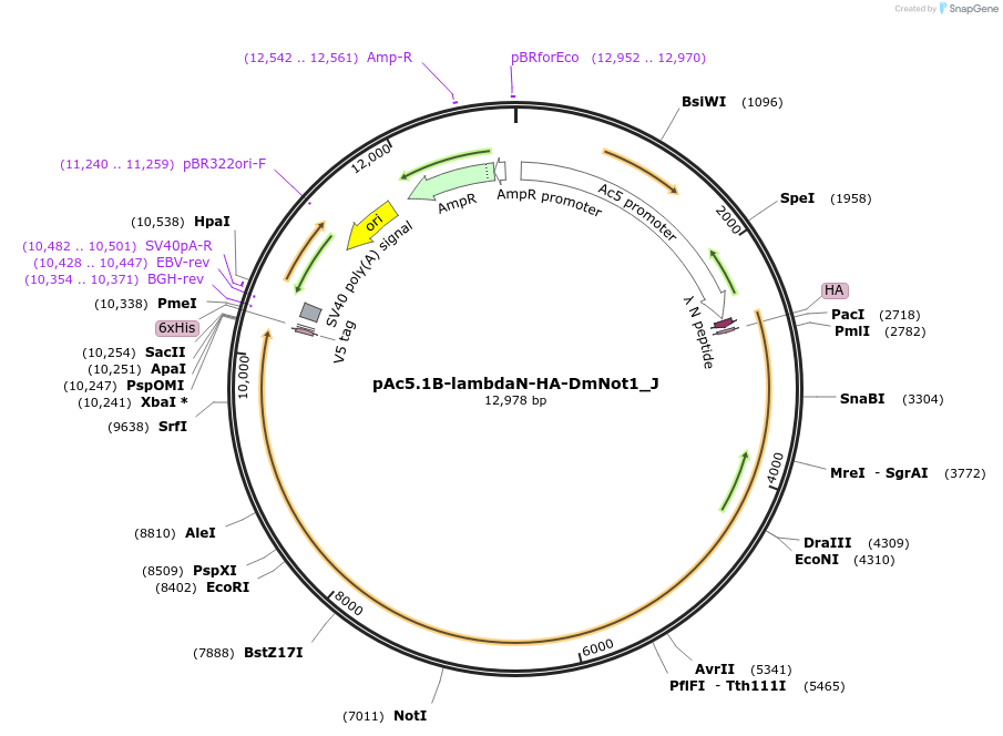 146710-plasmid-map-sequence-id-289156