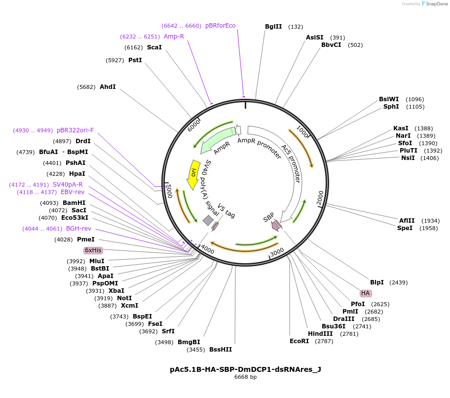 146711-plasmid-map-sequence-id-289157