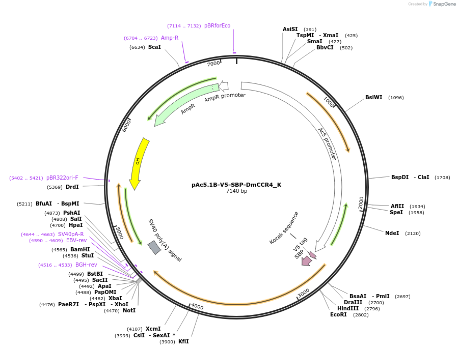 146720-plasmid-map-sequence-id-289166