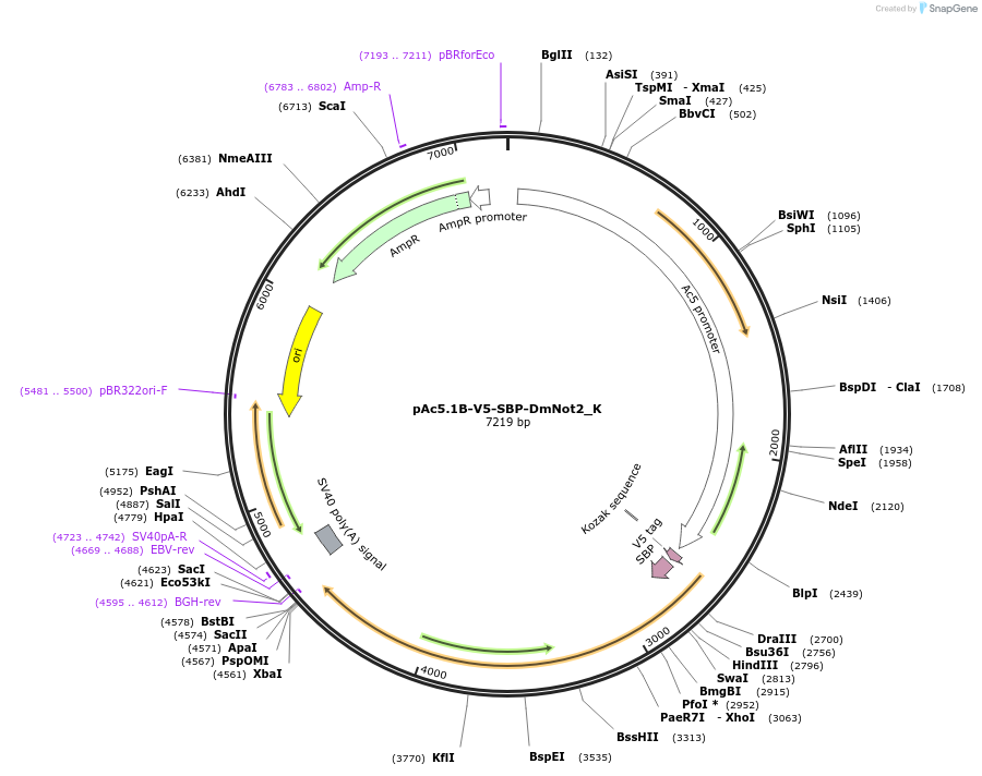 146721-plasmid-map-sequence-id-289167