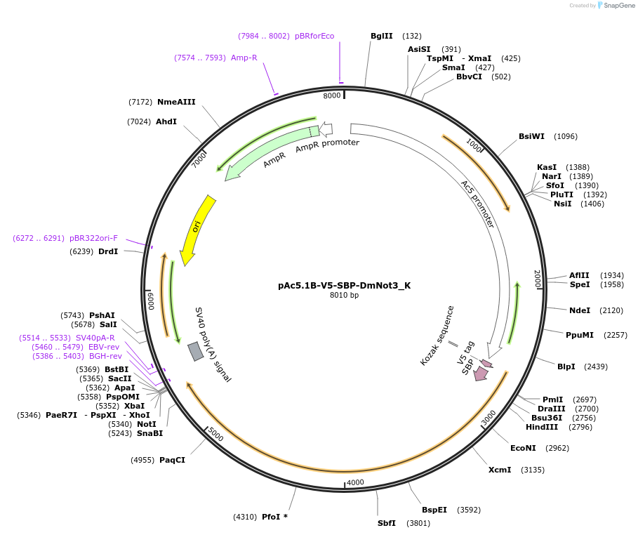 146722-plasmid-map-sequence-id-289168