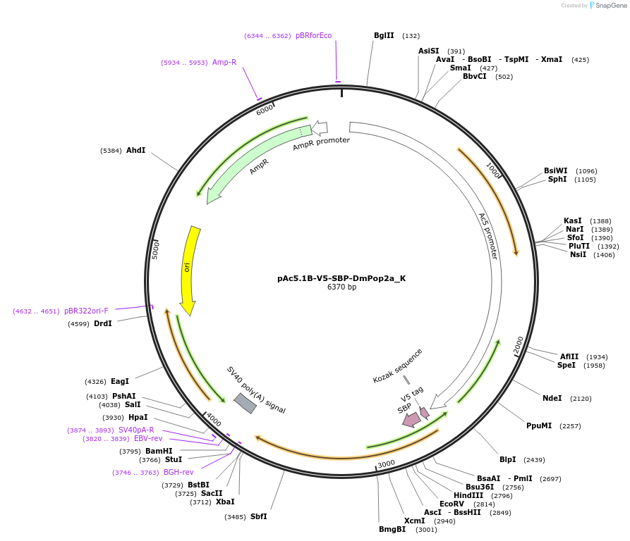 146723-plasmid-map-sequence-id-289169
