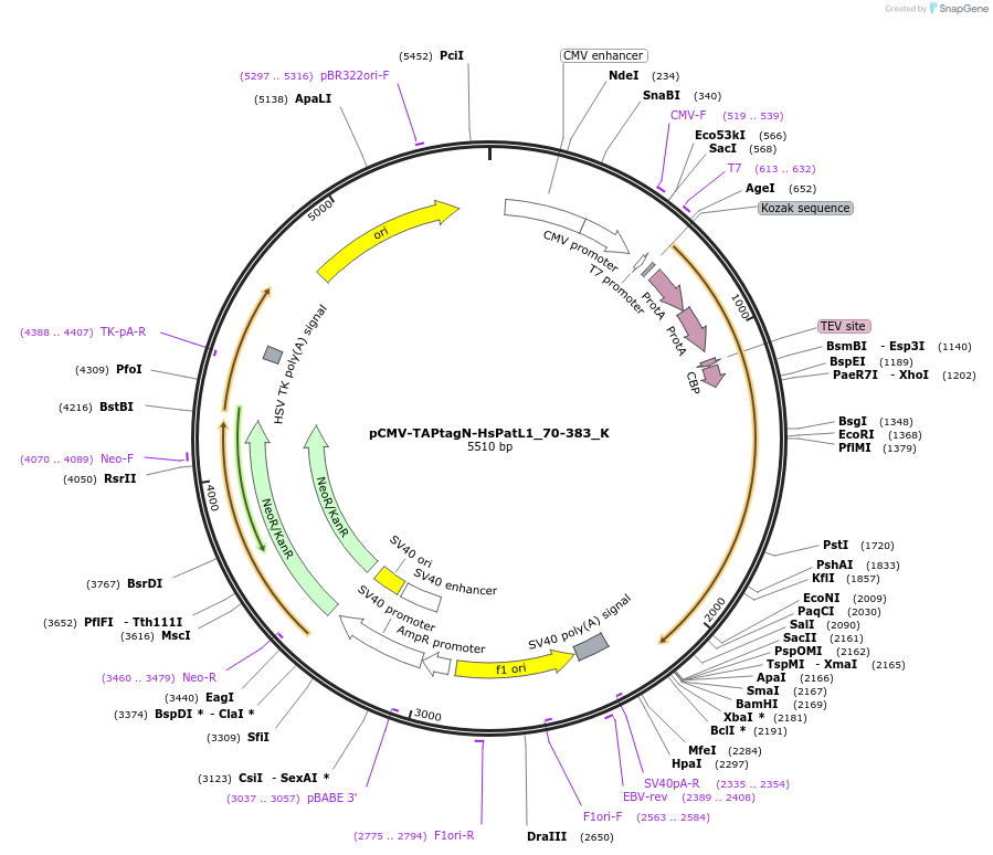 146725-plasmid-map-sequence-id-289171