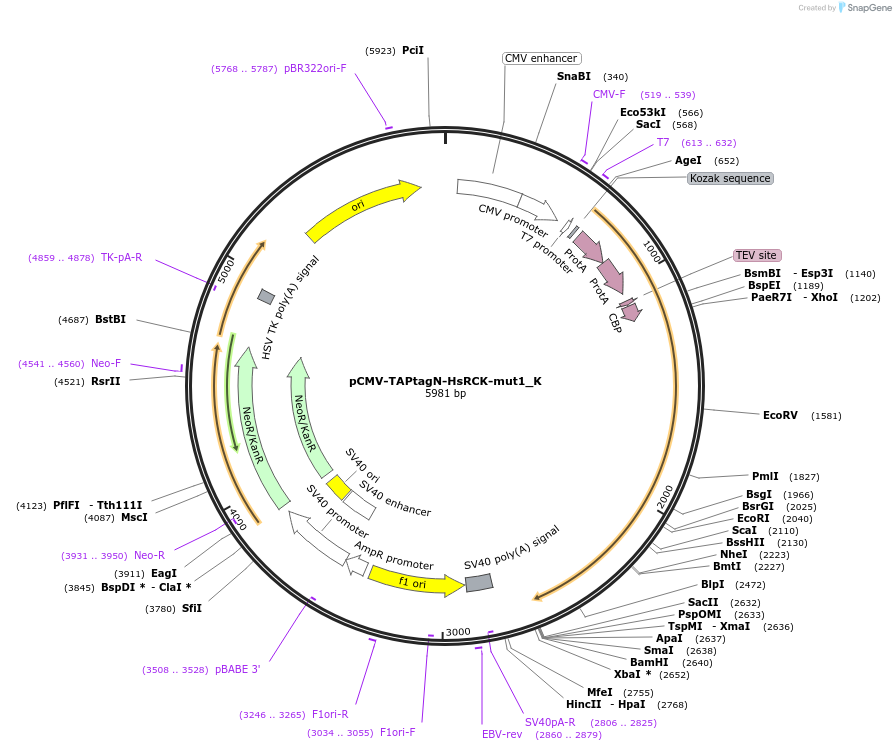 146727-plasmid-map-sequence-id-289173