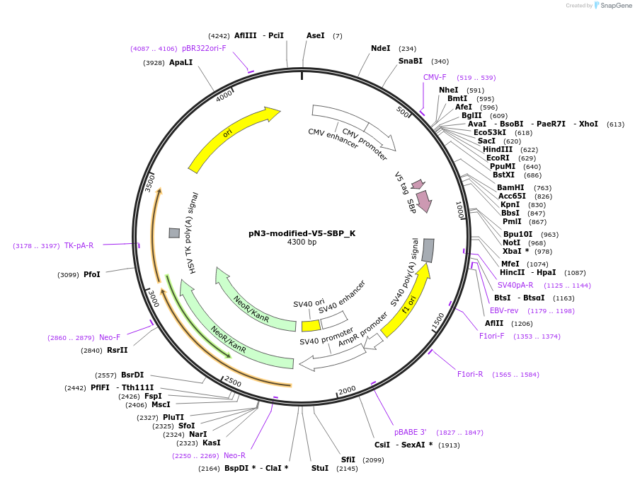146737-plasmid-map-sequence-id-289183