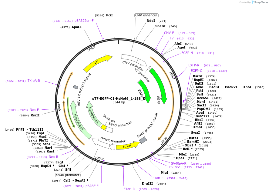 146738-plasmid-map-sequence-id-289184