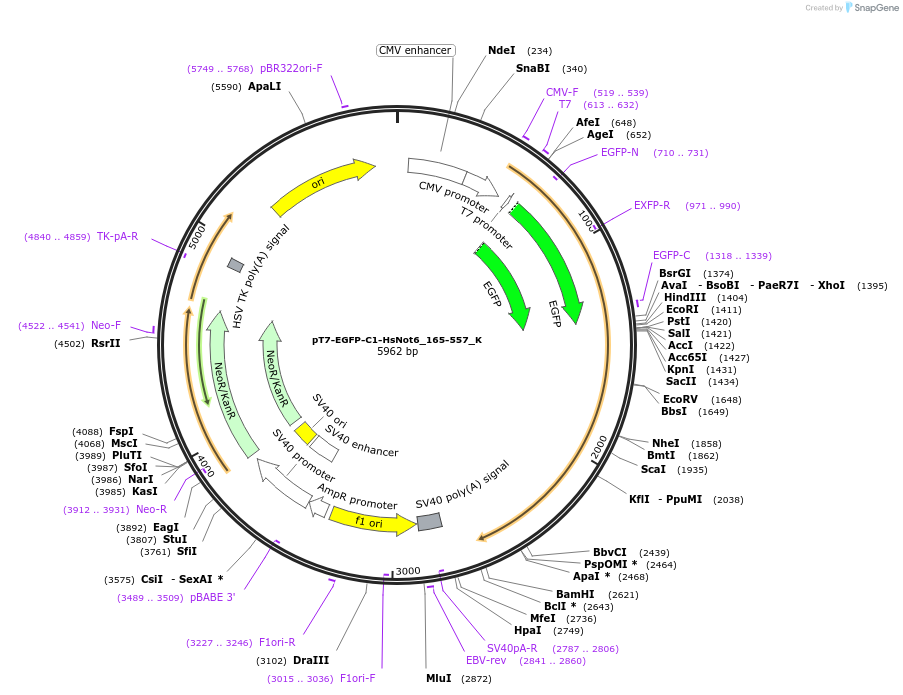 146739-plasmid-map-sequence-id-289185