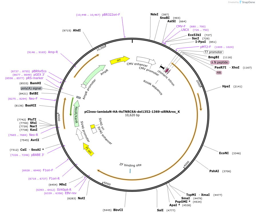 146743-plasmid-map-sequence-id-289189