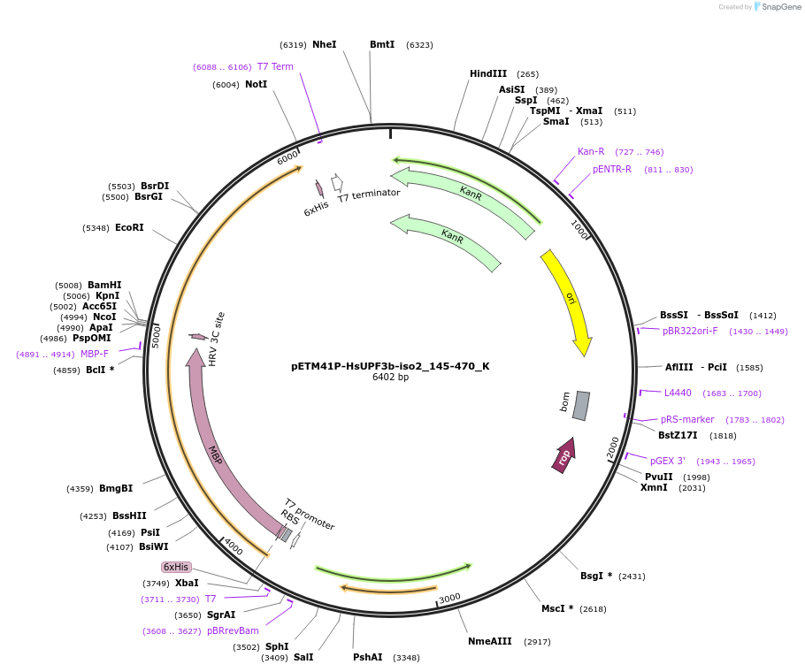 146754-plasmid-map-sequence-id-289200