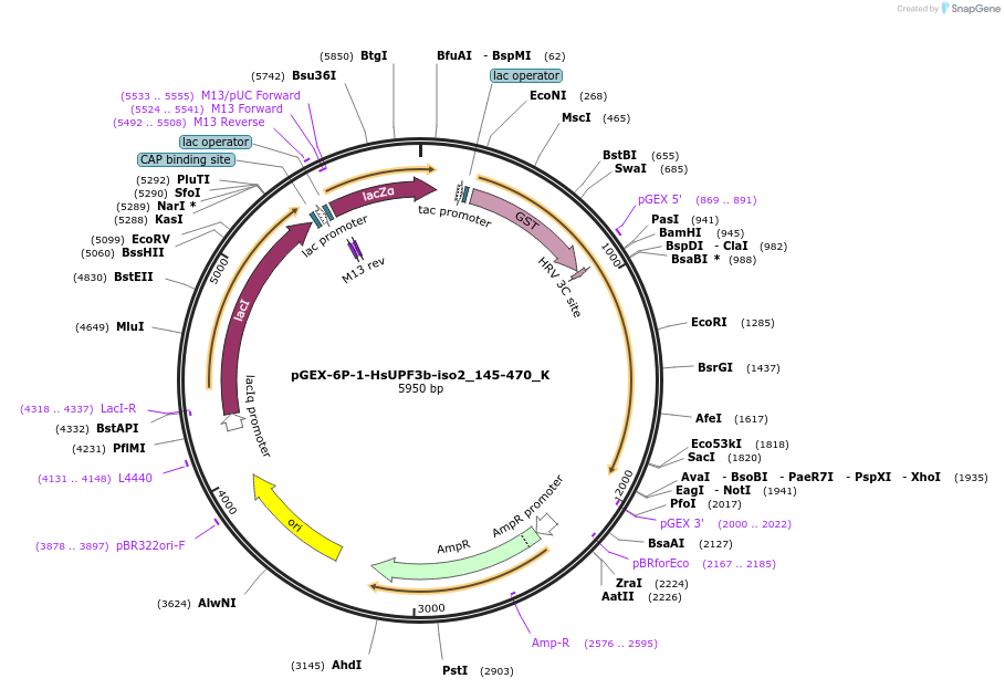 146759-plasmid-map-sequence-id-289205