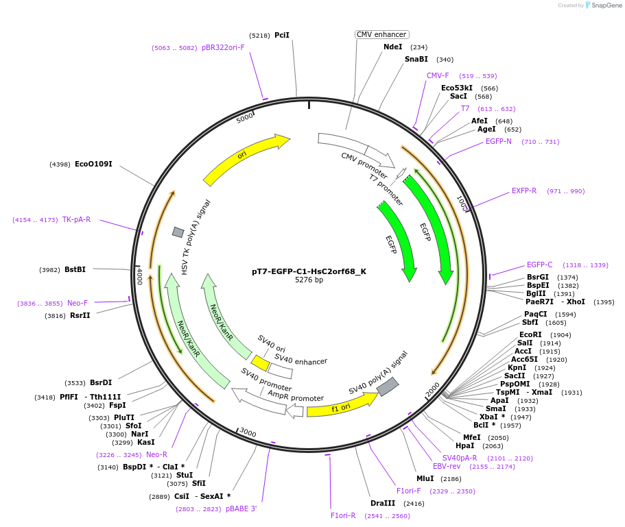146760-plasmid-map-sequence-id-289206