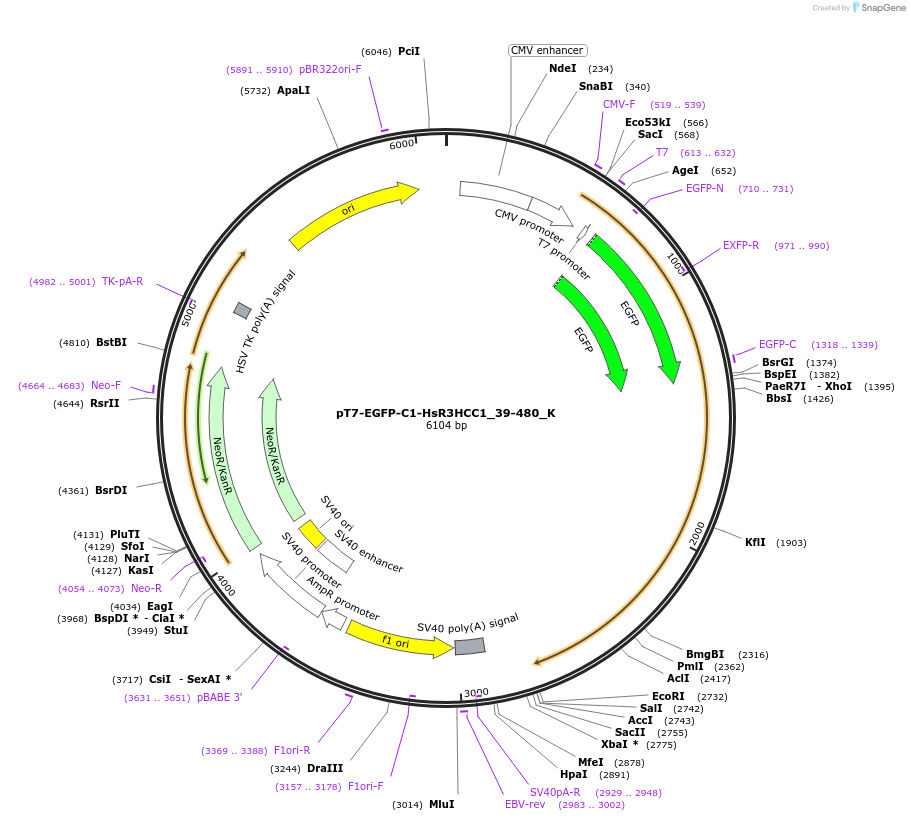 146764-plasmid-map-sequence-id-289210