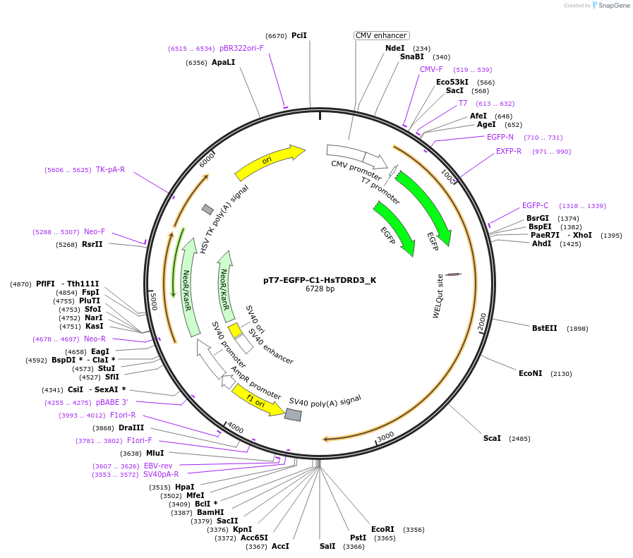 146768-plasmid-map-sequence-id-289214