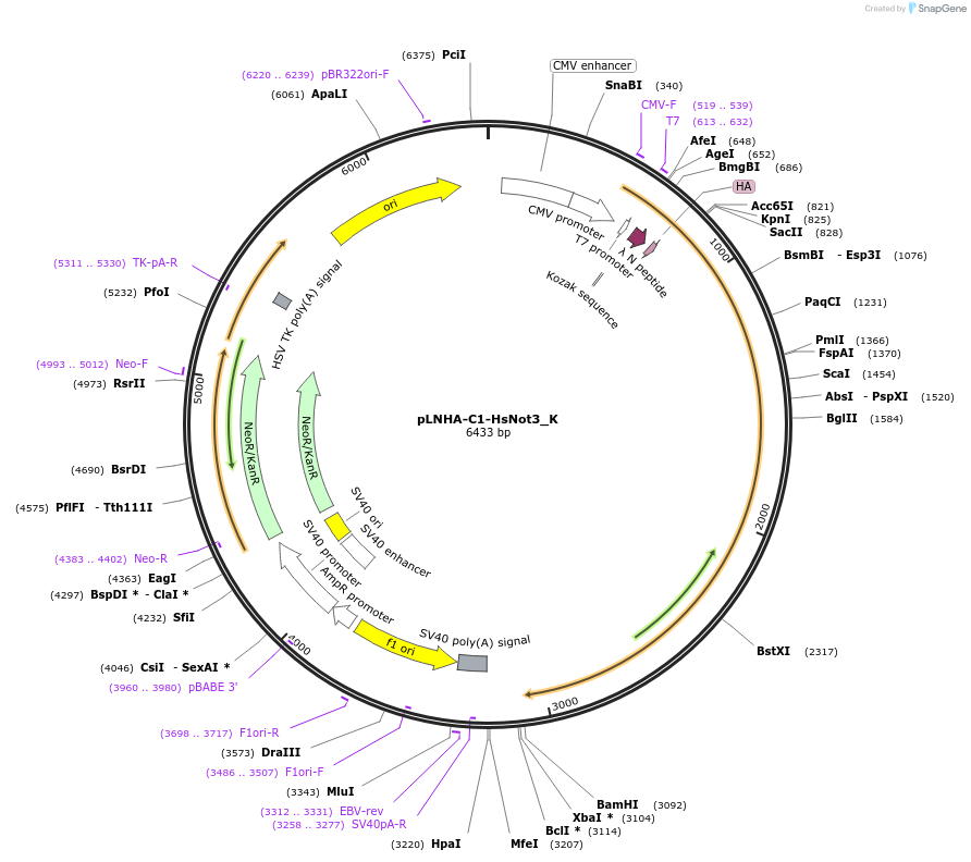146771-plasmid-map-sequence-id-289217