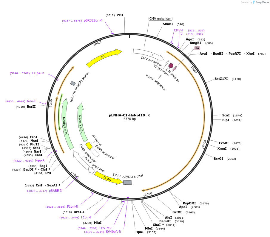 146772-plasmid-map-sequence-id-289218