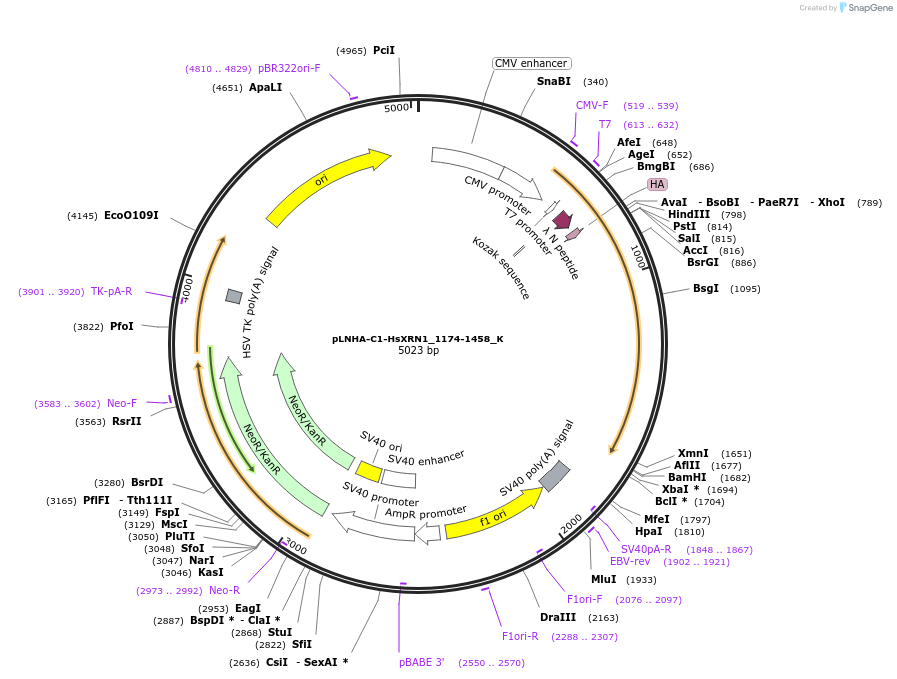 146779-plasmid-map-sequence-id-289225