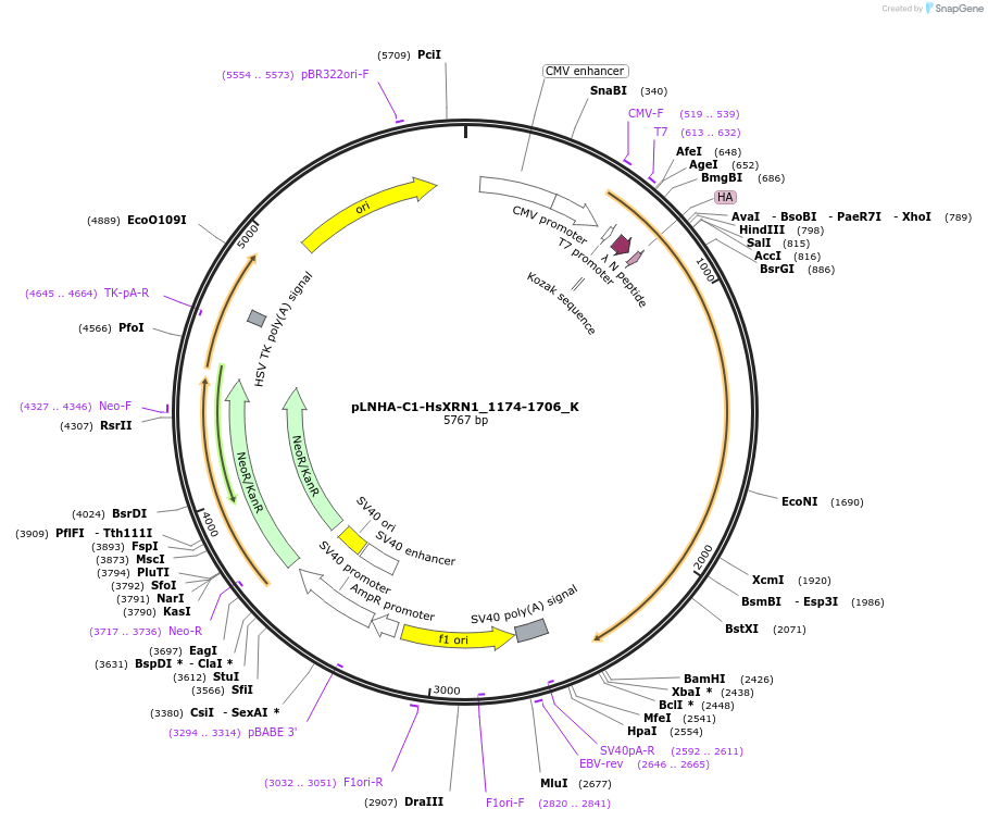 146780-plasmid-map-sequence-id-289226