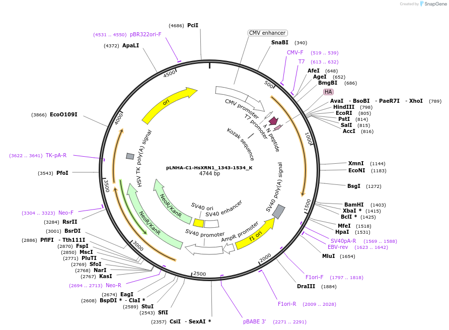 146781-plasmid-map-sequence-id-289227