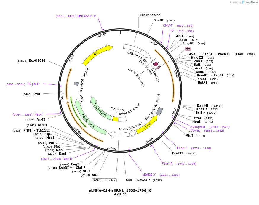 146782-plasmid-map-sequence-id-289228