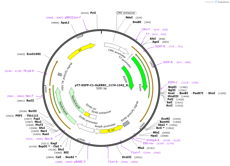 146786-plasmid-map-sequence-id-289232